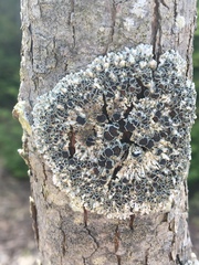 Physcia alnophila