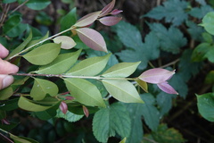 Syzygium formosanum