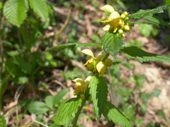 Lamium galeobdolon montanum