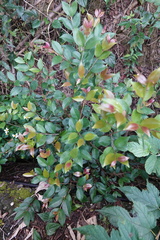 Syzygium formosanum