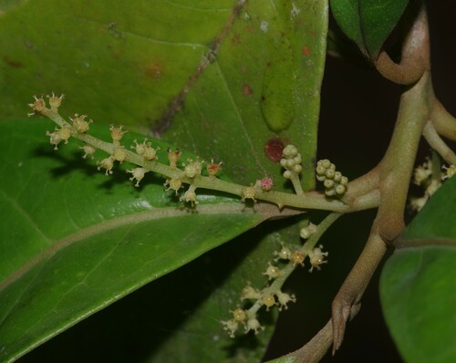 Foto de Sangra-d'água