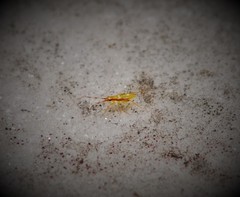 Campyloneura virgula