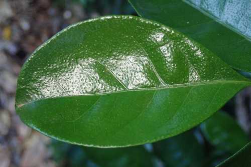 Image of Suregada zanzibariensis by no rights reserved