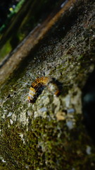 Mimeusemia vilemani