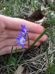 Scilla luciliae
