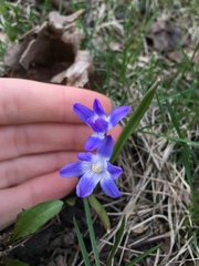 Scilla luciliae