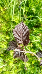 Corylus maxima