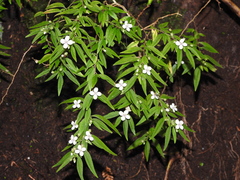 Centradenia inaequilateralis image