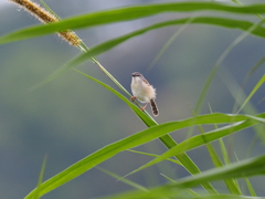 Prinia rufescens