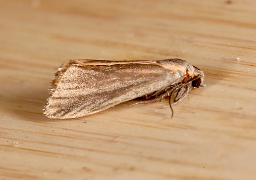 Striated Lichen Moth photo 2