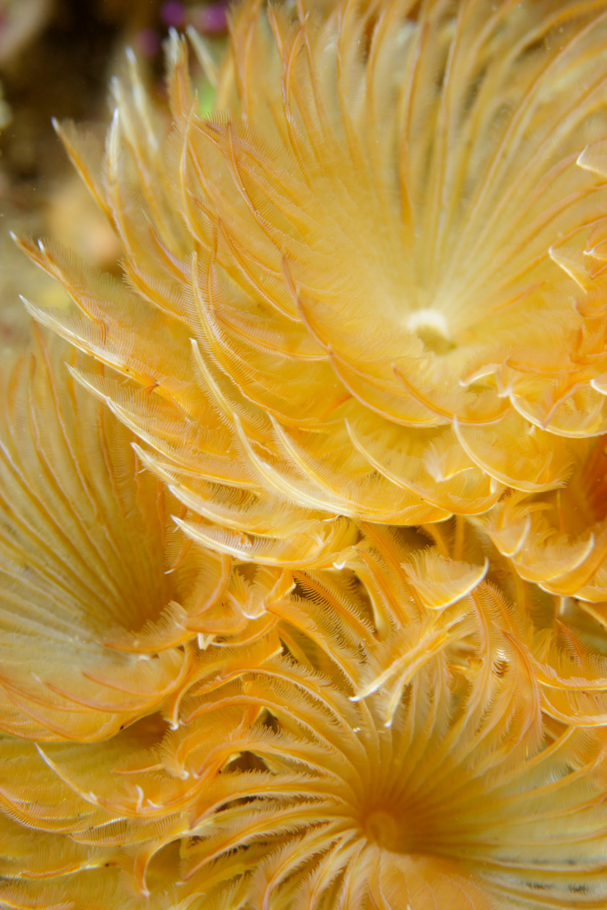 Photo of Twin fanworm (Bispira volutacornis)