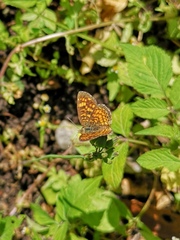 Phyciodes graphica graphica