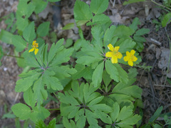 Anemonoides ranunculoides