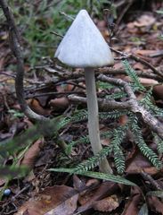 Entoloma hochstetteri