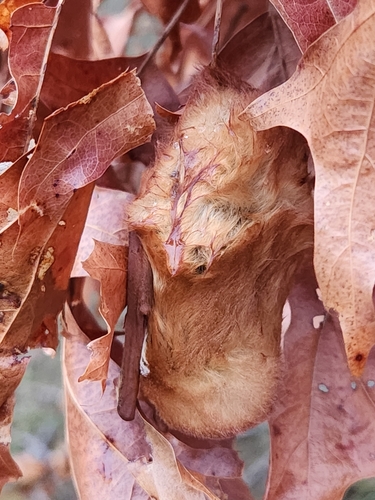 Eastern Red Bat photographed in New Jersey