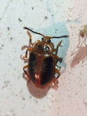 Epipocus cinctus