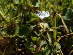 Phacelia insularis insularis