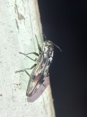 Agrilus lecontei
