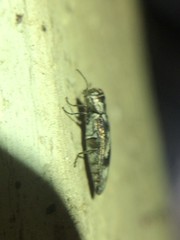 Agrilus lecontei