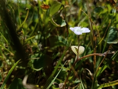 Phacelia insularis insularis