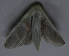 Entoloma hochstetteri