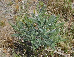 Sophora nuttalliana