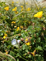 Phacelia insularis insularis
