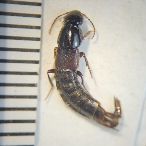 Quedius labradorensis