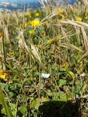 Phacelia insularis insularis