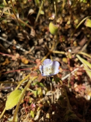 Phacelia insularis insularis