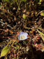 Phacelia insularis insularis