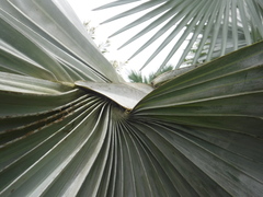 Arecaceae