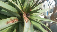 Tarentola mauritanica