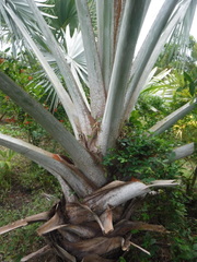 Arecaceae