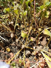 Phacelia insularis insularis
