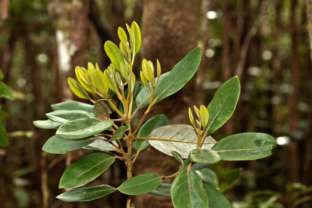 Endiandra trichogyna