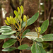 Endiandra trichogyna - Photo (c) hervevan, μερικά δικαιώματα διατηρούνται (CC BY-NC)