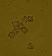 Entoloma hochstetteri