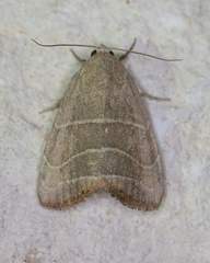 Bagisara rectifascia