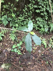 Decaneuropsis gratiosa