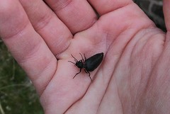 Physomeloe corallifer