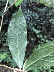 Decaneuropsis gratiosa