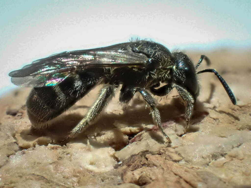 Furry-claspered Furrow Bee
