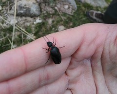 Physomeloe corallifer