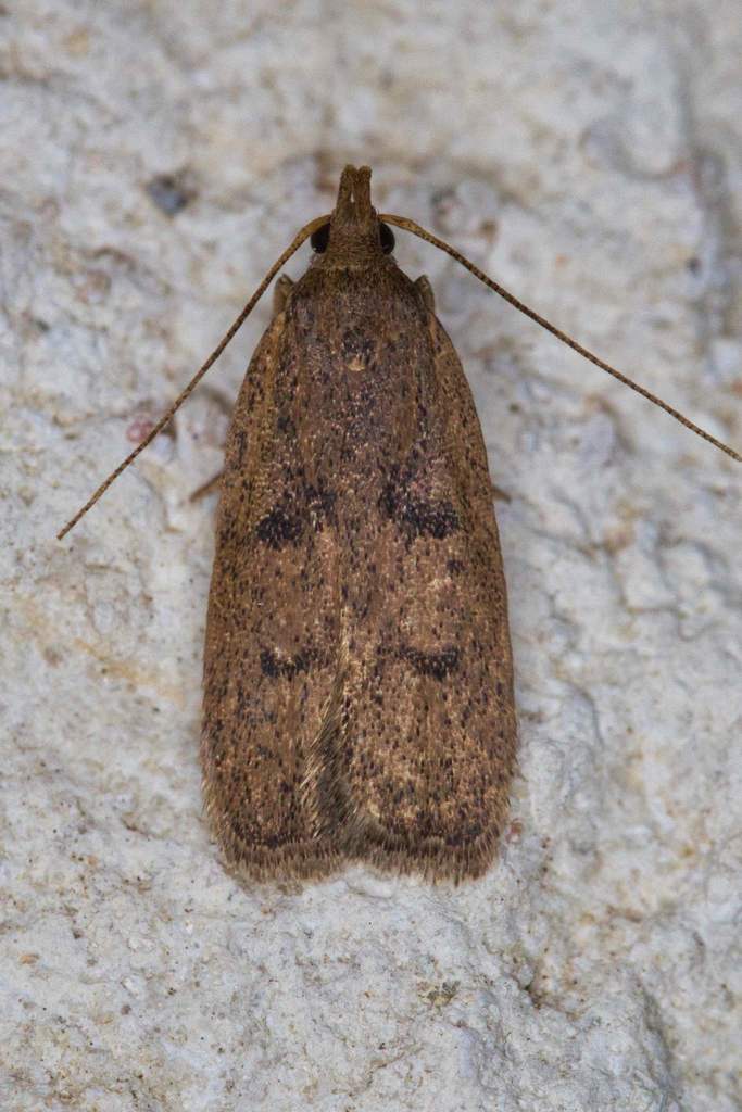 Glyphidocera democratica