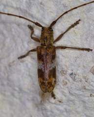 Goes variegatus