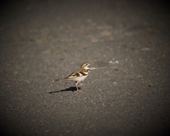 Dendronanthus indicus