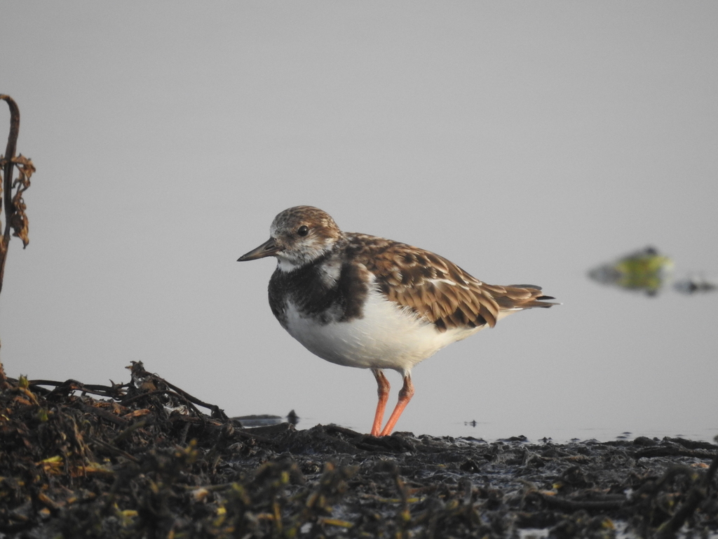 꼬까도요 from Chilca, Peru on 2024년 01월 29일 (월) at 06... Pellissier Pérez · iNaturalist 꼬까도요 (Arenaria interpres)