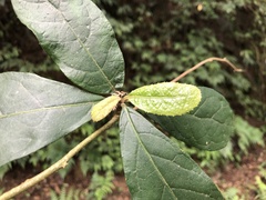 Decaneuropsis gratiosa