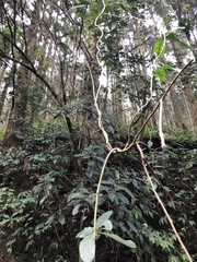 Decaneuropsis gratiosa